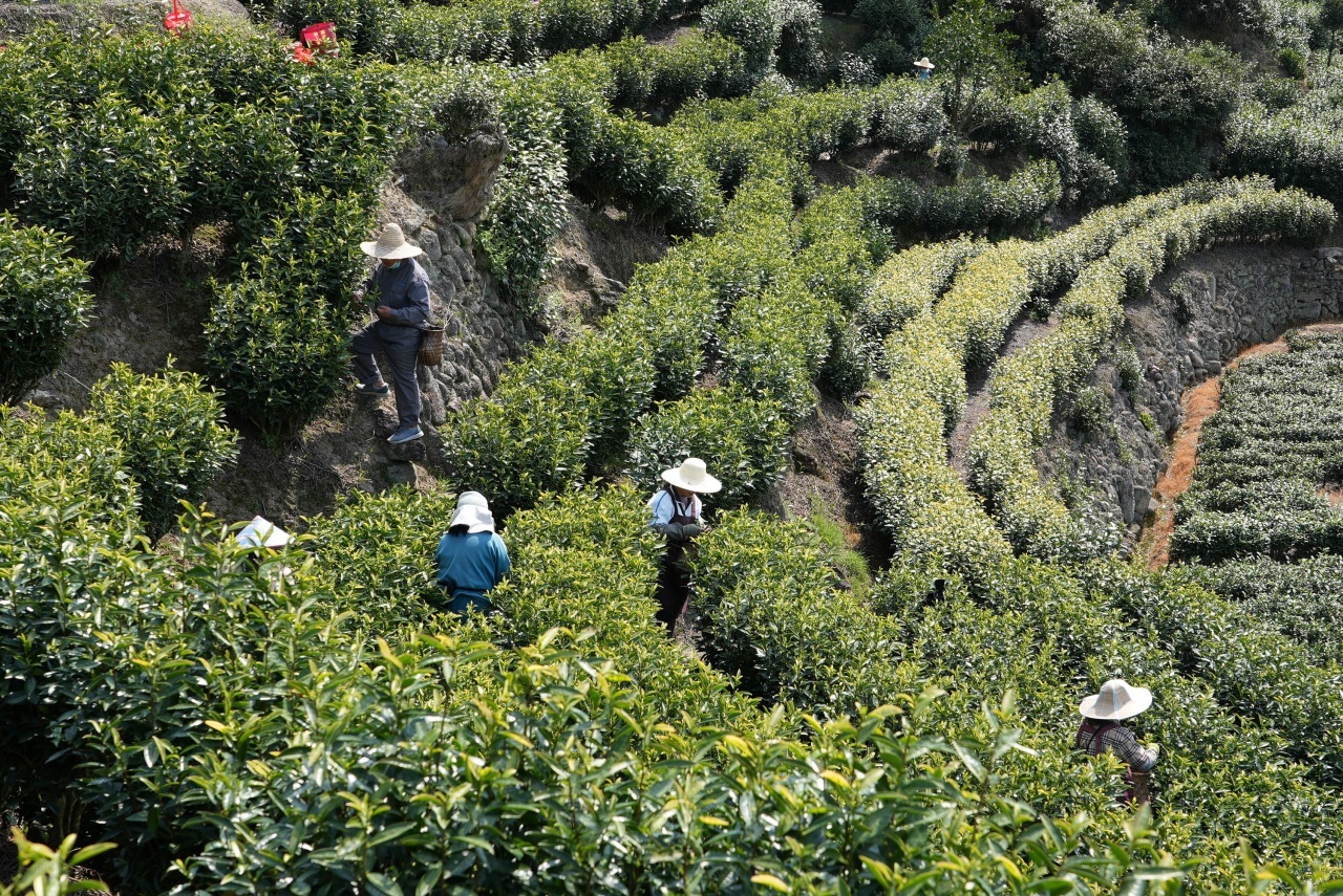 景宁2.1万亩惠明白茶进入采摘期